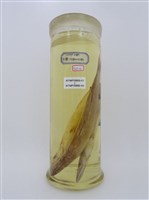 藏品(日本金梭魚)的圖片